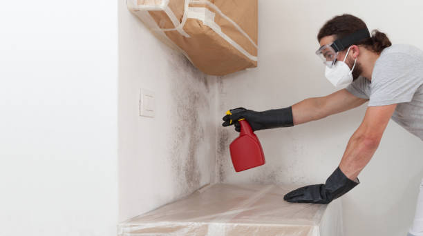 Professional Mold Removal technician working in Needham, MA